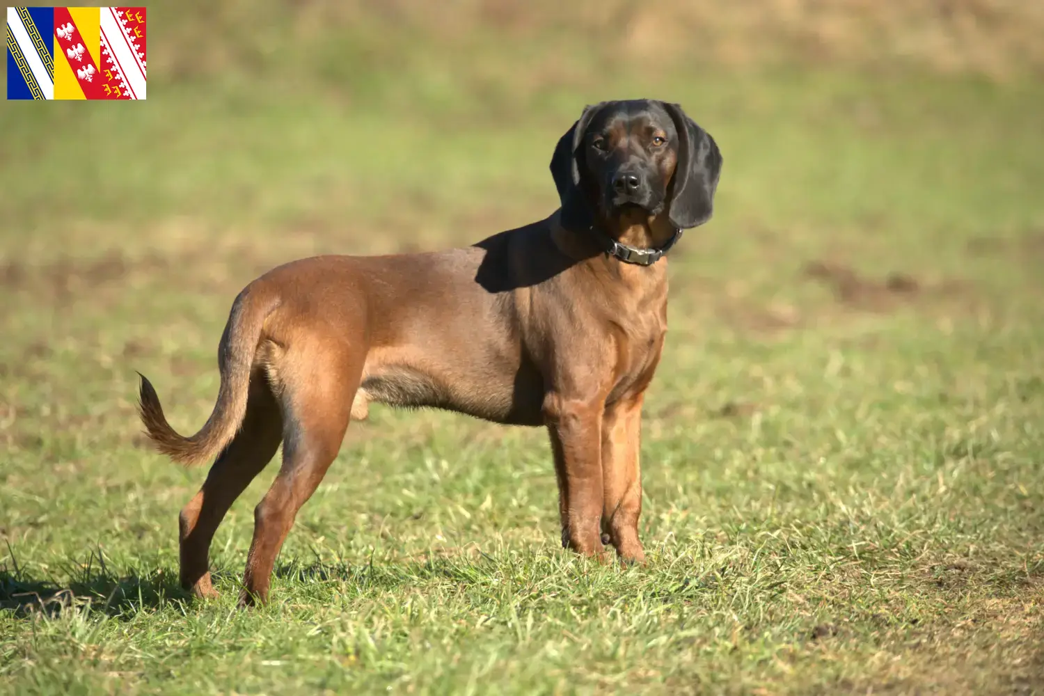 Read more about the article Bavarian Mountain Hound breeders and puppies in Grand Est