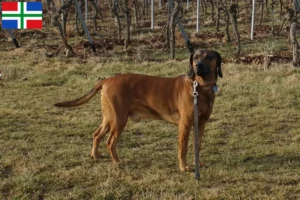 Read more about the article Bavarian Mountain Hound breeder and puppies in Groningen