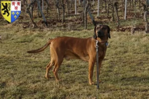 Read more about the article Bavarian Mountain Hound breeders and puppies in Hauts-de-France