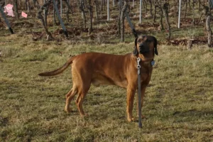 Read more about the article Bavarian Mountain Hound breeder and puppies in Hovedstaden