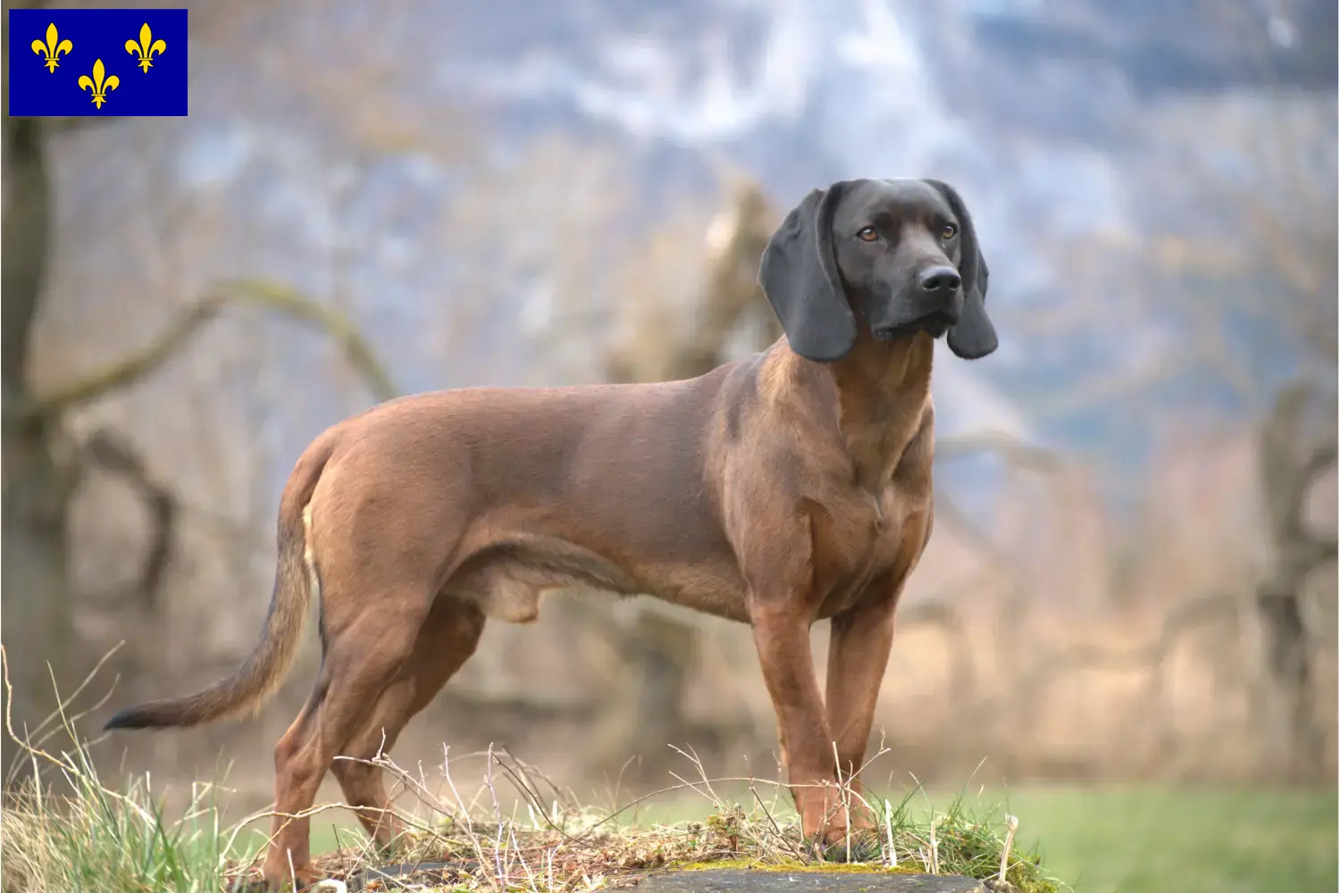 Read more about the article Bavarian Mountain Hound breeders and puppies in Île-de-France