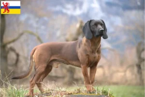 Read more about the article Bavarian Mountain Hound breeder and puppies in Limburg