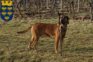 Read more about the article Bavarian Mountain Hound breeders and puppies in Lower Austria