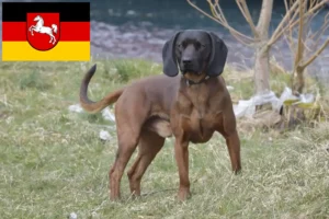 Read more about the article Bavarian Mountain Hound breeders and puppies in Lower Saxony