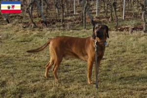 Read more about the article Bavarian Mountain Hound breeders and puppies in Mecklenburg-Vorpommern