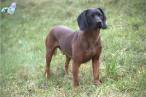 Read more about the article Bavarian Mountain Hound breeders and puppies in North Jutland