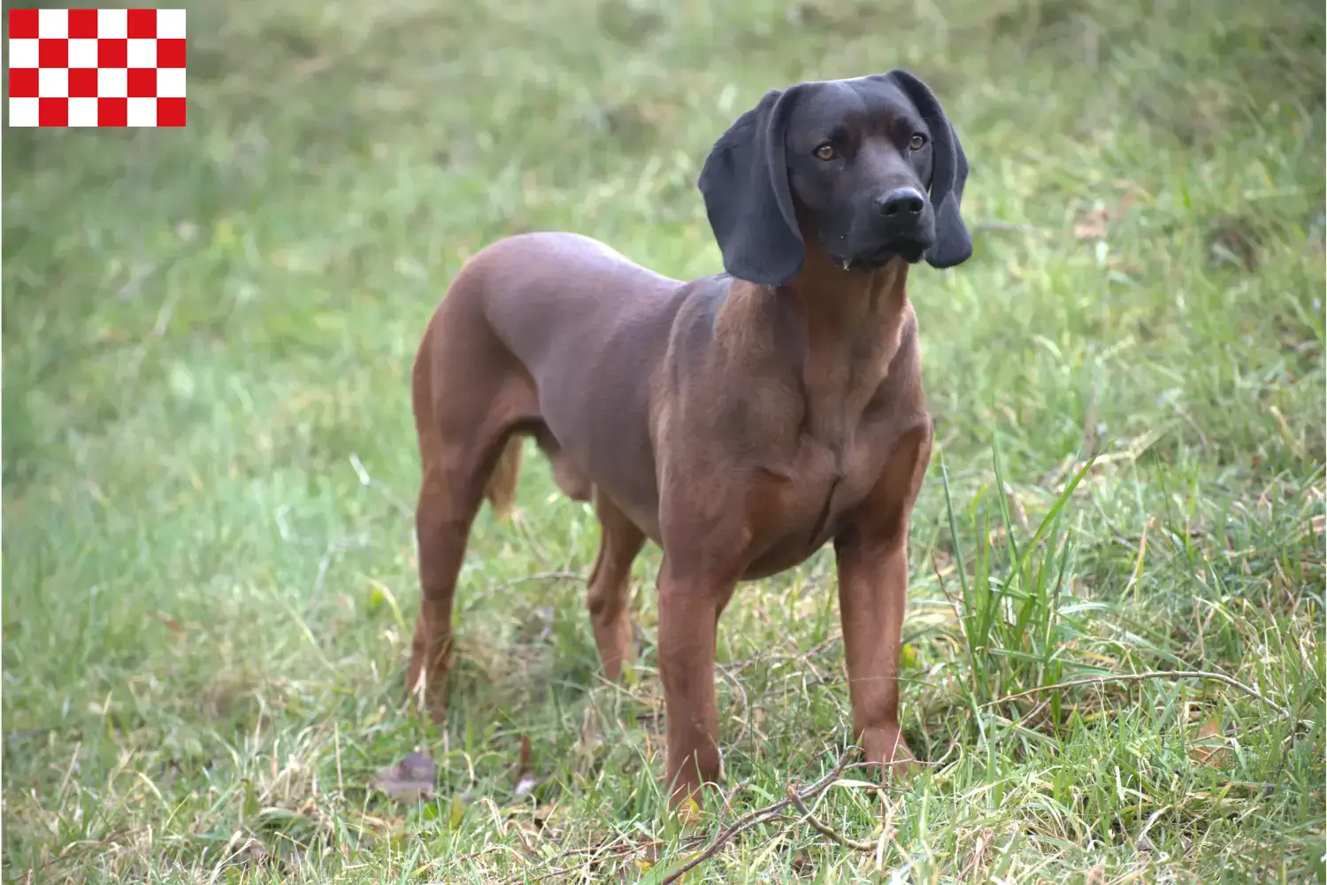 Read more about the article Bavarian Mountain Hound breeders and puppies in North Brabant