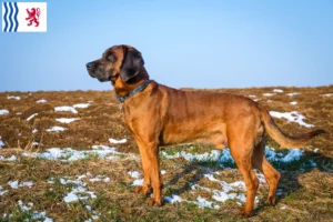 Read more about the article Bavarian Mountain Hound breeder and puppies in Nouvelle-Aquitaine
