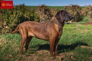 Read more about the article Bavarian Mountain Hound breeders and puppies in Occitania