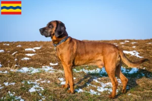Read more about the article Bavarian Mountain Hound breeders and puppies in Overijssel
