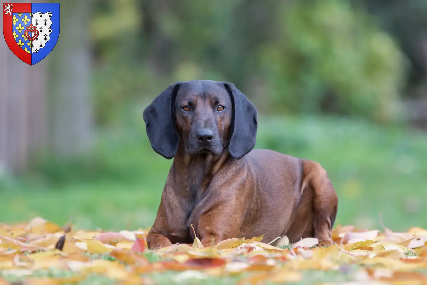 Read more about the article Bavarian Mountain Hound breeders and puppies in Pays de la Loire