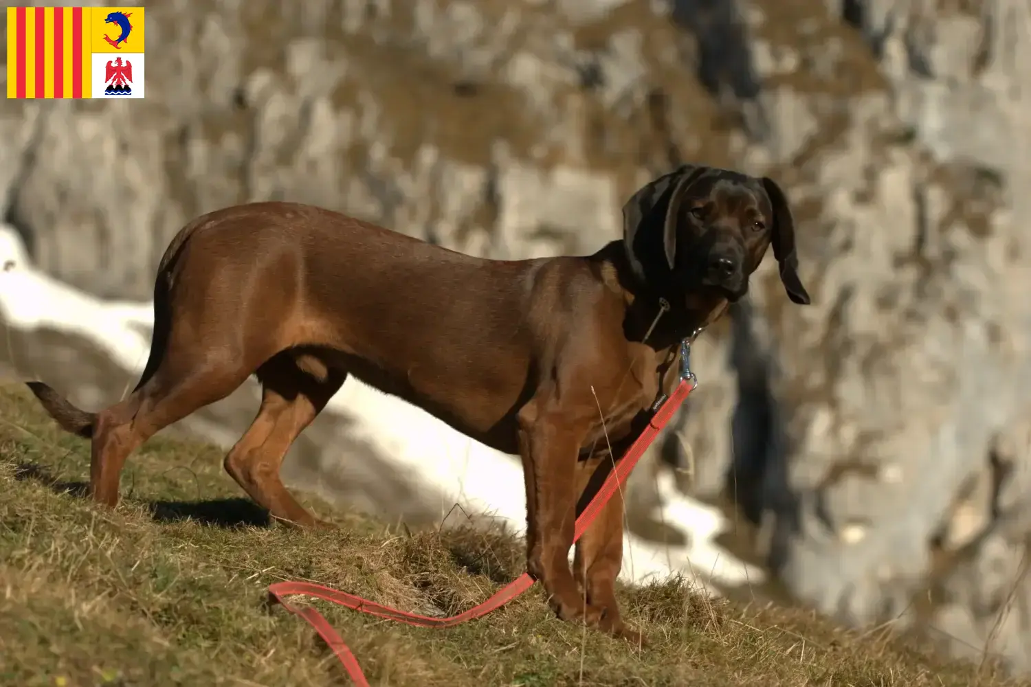 Read more about the article Bavarian Mountain Hound breeders and puppies in Provence-Alpes-Côte d’Azur