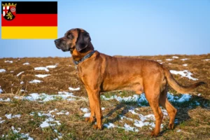 Read more about the article Bavarian Mountain Hound breeders and puppies in Rhineland-Palatinate