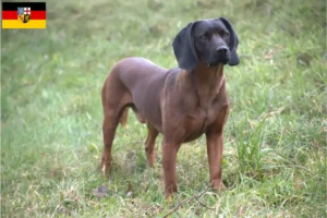 Read more about the article Bavarian Mountain Hound breeders and puppies in Saarland