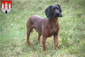 Read more about the article Bavarian Mountain Hound breeders and puppies in Salzburg