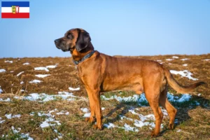 Read more about the article Bavarian Mountain Hound breeders and puppies in Schleswig-Holstein