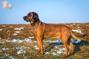 Read more about the article Bavarian Mountain Hound breeders and puppies in Syddanmark
