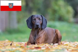 Read more about the article Bavarian Mountain Hound breeders and puppies in Thuringia