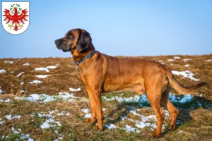 Read more about the article Bavarian Mountain Hound breeders and puppies in Tyrol