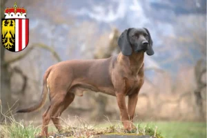 Read more about the article Bavarian Mountain Hound breeders and puppies in Upper Austria