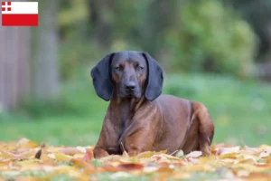 Read more about the article Bavarian Mountain Hound breeders and puppies in Utrecht