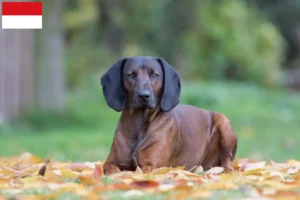 Read more about the article Bavarian Mountain Hound breeders and puppies in Vienna