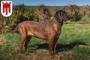 Read more about the article Bavarian Mountain Hound breeders and puppies in Vorarlberg