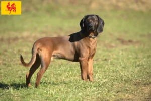 Read more about the article Bavarian Mountain Hound breeders and puppies in Walloon Region