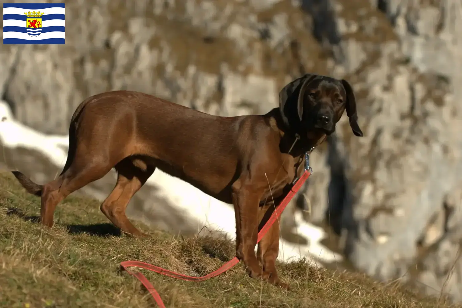 Read more about the article Bavarian Mountain Hound breeder and puppies in Zeeland