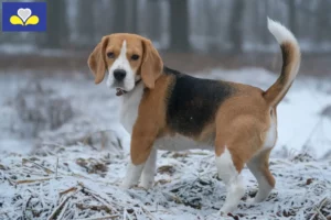 Read more about the article Beagle breeders and puppies in Brussels-Capital Region