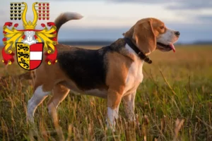 Read more about the article Beagle breeders and puppies in Carinthia