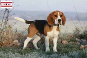 Read more about the article Beagle breeders and puppies in Drenthe