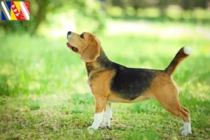 Read more about the article Beagle breeders and puppies in Grand Est