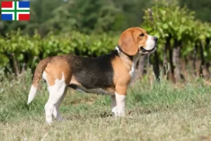 Read more about the article Beagle breeders and puppies in Groningen