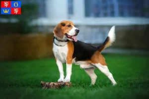 Read more about the article Beagle breeders and puppies in Hradec Králové