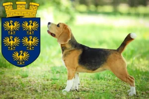 Read more about the article Beagle breeders and puppies in Lower Austria