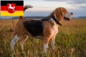 Read more about the article Beagle breeders and puppies in Lower Saxony