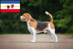 Read more about the article Beagle breeders and puppies in Mecklenburg-Vorpommern