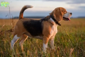 Read more about the article Beagle breeders and puppies in Midtjylland