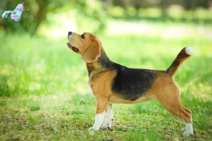 Read more about the article Beagle breeders and puppies in Nordjylland