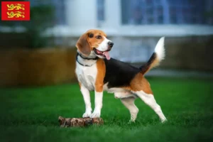 Read more about the article Beagle breeders and puppies in Normandy