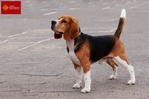 Read more about the article Beagle breeders and puppies in Occitania