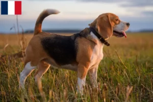 Read more about the article Beagle breeders and puppies on Réunion