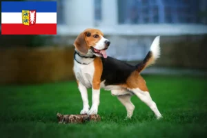 Read more about the article Beagle breeders and puppies in Schleswig-Holstein