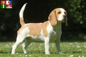 Read more about the article Beagle breeders and puppies in South Bohemia