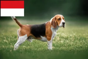 Read more about the article Beagle breeders and puppies in Vienna