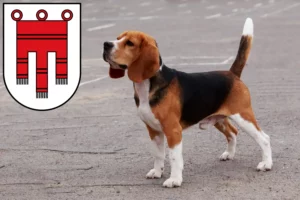 Read more about the article Beagle breeders and puppies in Vorarlberg