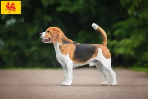 Read more about the article Beagle breeders and puppies in Walloon Region