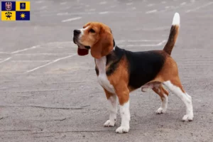 Read more about the article Beagle breeders and puppies in Zlín