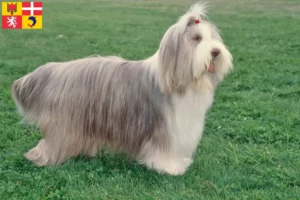 Read more about the article Bearded Collie breeders and puppies in Auvergne-Rhône-Alpes